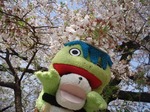 お花見2