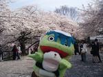 お花見3