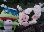 バラ1