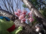せせらぎ公園1