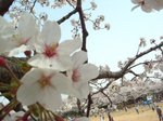 桜アップ2