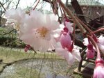 桜はこれから